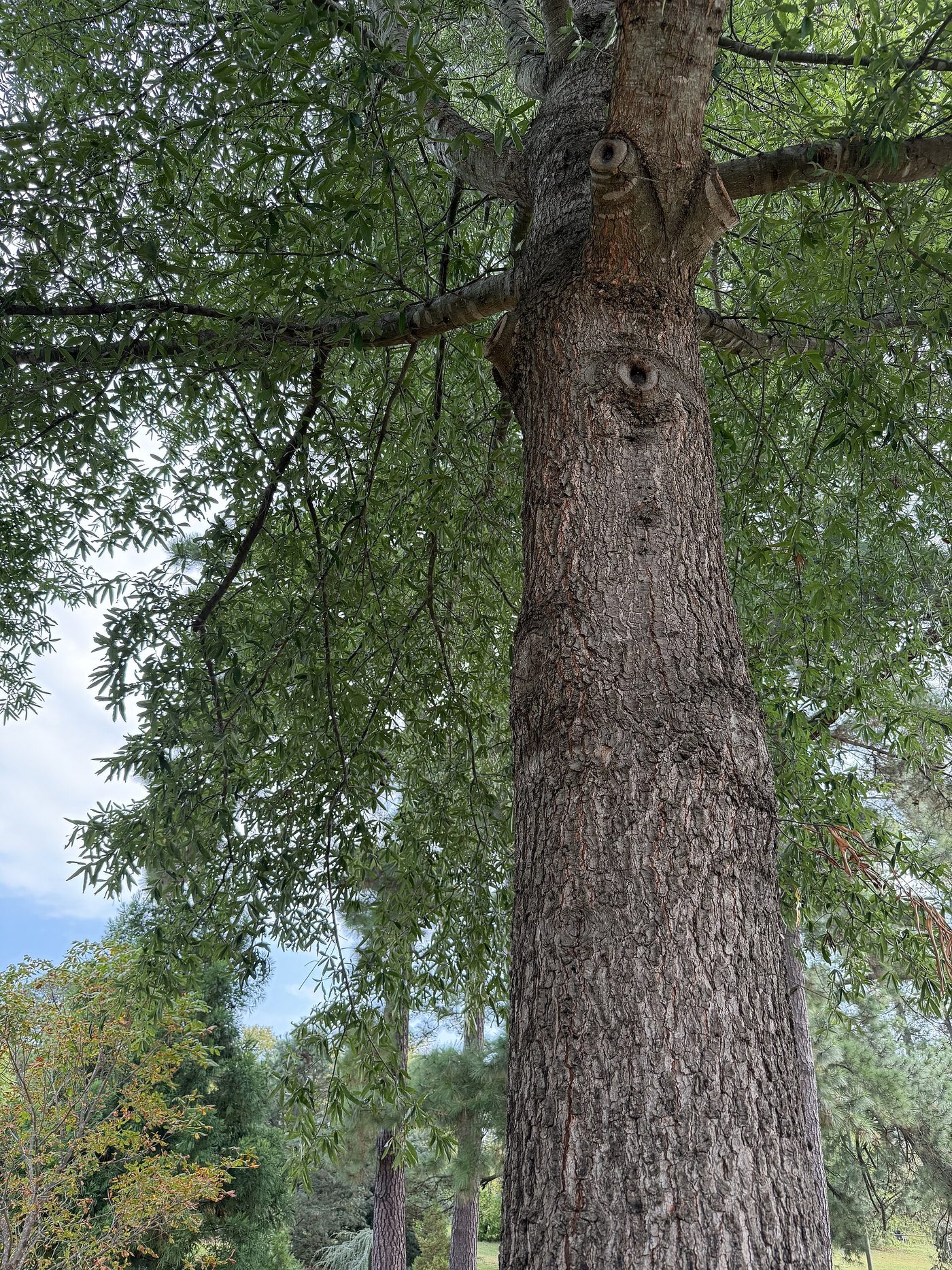 Willow Oak (Quercus phellos) wood and tree photograph