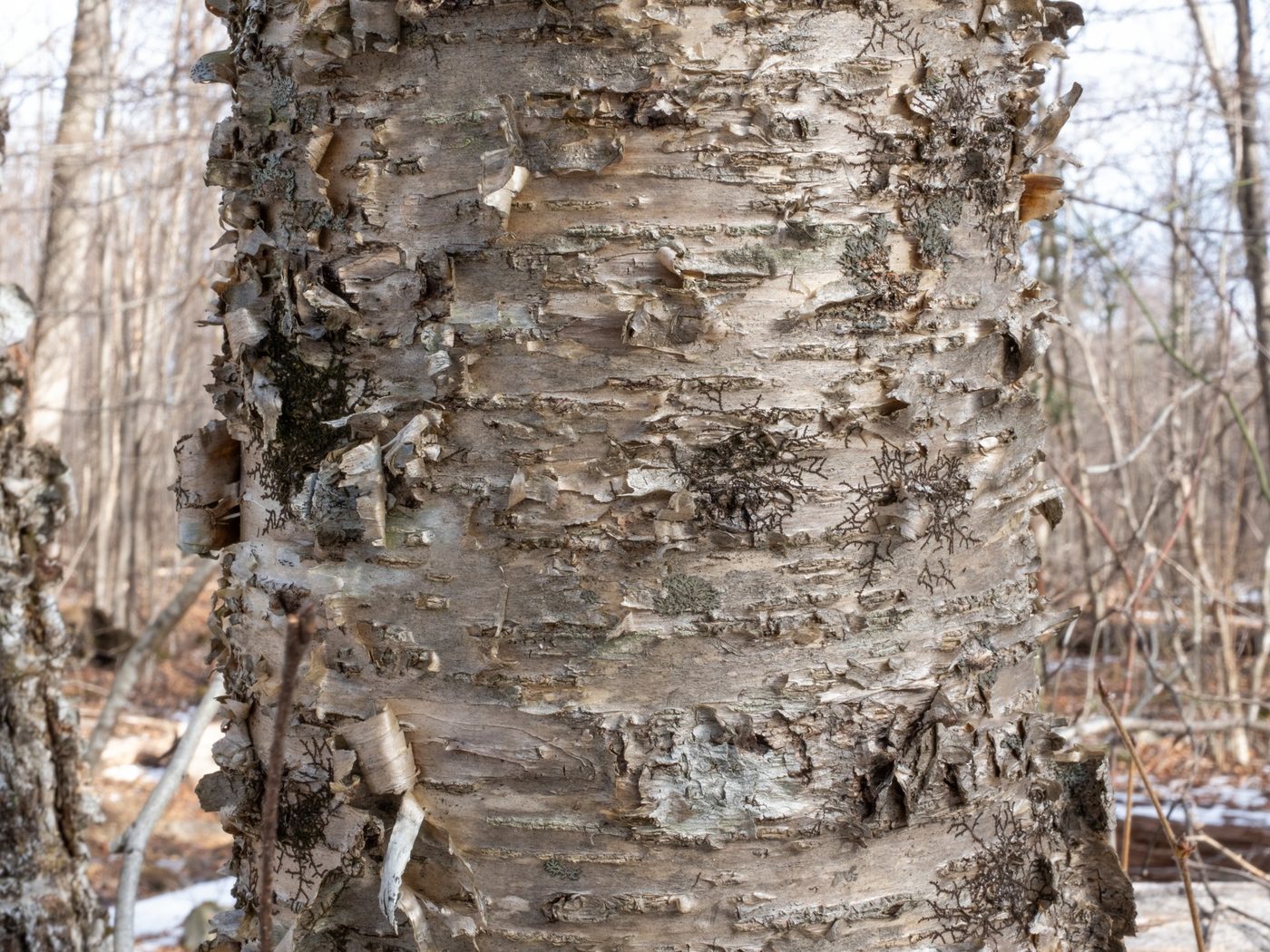 Yellow Birch (Betula alleghaniensis) wood and tree photograph