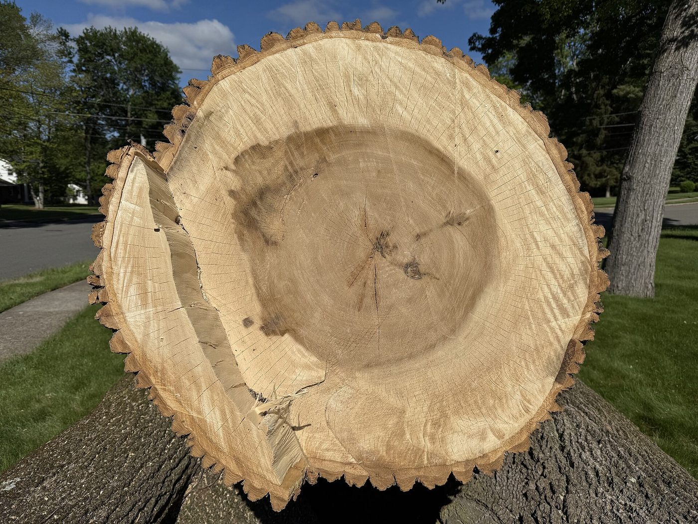 Yellow Poplar (Liriodendron tulipifera) wood and tree photograph